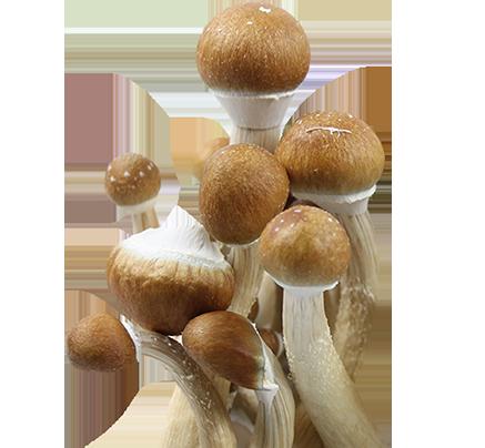 Psilocybe Cubensis Thai Sporen Print